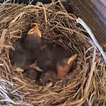 Au Calme * La Bresse