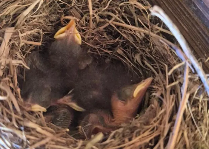 Au Calme, 7mn Des Pistes De * 拉布雷斯